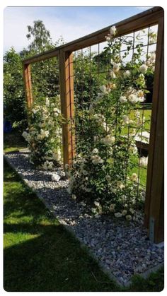 a garden with white flowers growing on the side of it and a wooden trellis