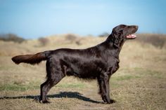 a large black dog standing on top of a grass covered field with its mouth open