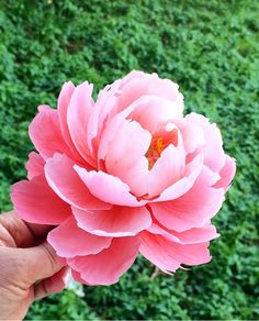 a person holding a pink flower in their left hand and green grass in the background