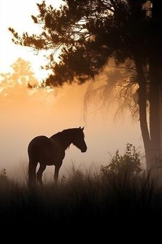 a horse standing in the middle of a field with trees and fog behind it at sunset