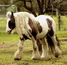 a brown and white horse standing on top of a grass covered field next to a tree