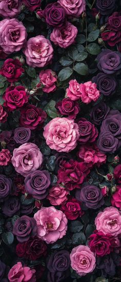 purple and pink roses are growing together