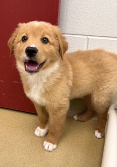 a brown and white puppy standing next to a red door