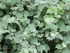 closeup of green leaves on a bush