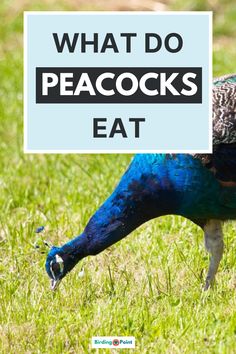 a peacock eating grass with the words what do peacocks eat in front of it