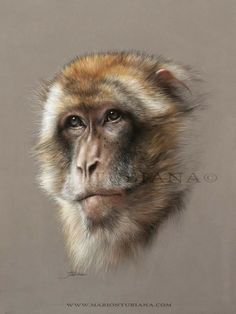 a painting of a monkey's face with long, thin hair and brown eyes