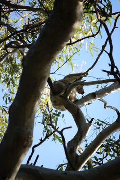 a koala in a tree looking up at the sky