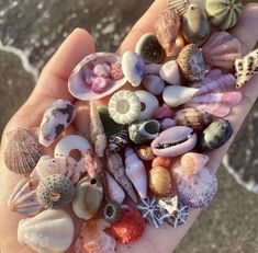 a hand holding several different types of seashells