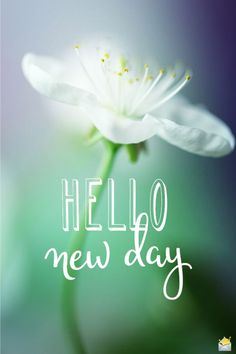 a white flower with the words hello new day