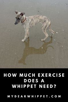 Whippet Dog Breed Exercise Needs Super Cute Animals, Physical Activity, What Type