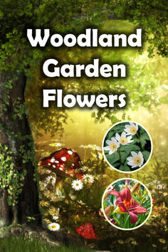 the woodland garden flowers are shown in three different pictures