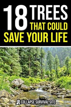 These trees could save your life with their nutritional and medicinal properties. Learn how to identify and use these trees in an emergency. Medicinal Trees And Their Uses, Survivor Tips, Survival Medicine, Off Grid Survival, Survival Items, Survival Skills Life Hacks, Survival Life Hacks