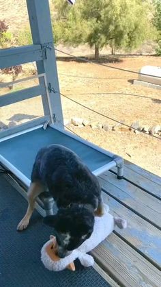 a black and brown dog playing with a toy on a deck outside the door of a house