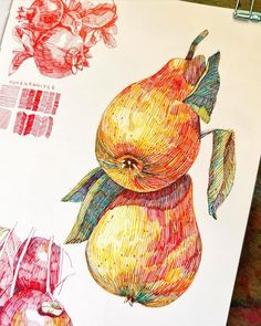 a drawing of some fruit on a piece of paper