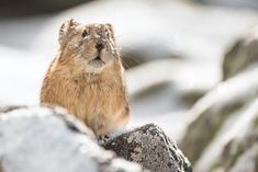 a small rodent sitting on top of a large rock in the middle of winter