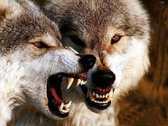 two gray wolfs with their mouths open and teeth wide open, one is biting the other