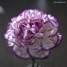 a purple and white flower with the word fake on it's bottom right corner