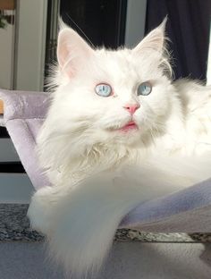 a white cat with blue eyes laying in a hammock looking at the camera