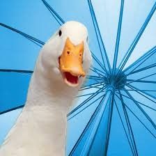 a white duck with an orange beak and yellow eyes is standing under a blue umbrella