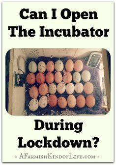 an egg tray with eggs in it and the words can i open the incubator during lockdown?