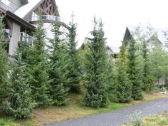 some very pretty trees in front of a big house on the side of the road