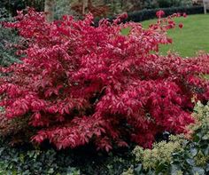 a red bush in the middle of a garden