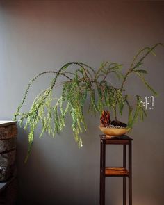 a potted plant sitting on top of a wooden table