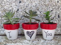 three potted plants with i love you written on them