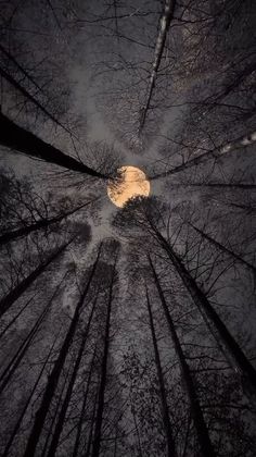 looking up at the tops of tall trees in a forest with snow on them and a full moon