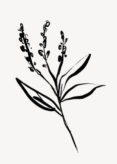 a black and white drawing of a plant