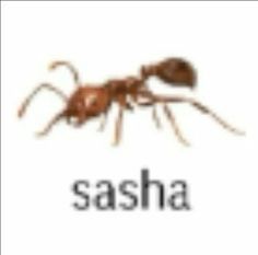 an ant with the word sasha in front of it