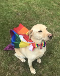 a dog wearing a rainbow colored bow tie sitting in the grass with its tongue out