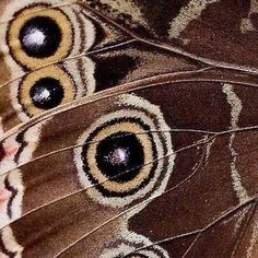 a close up view of a butterfly's wing