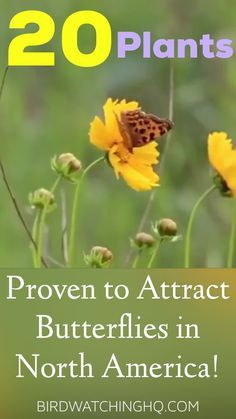 yellow flowers with the words 20 plants proven to attract butterflies in north america