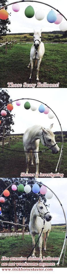 three different images of a horse with balloons in the air and on its back legs