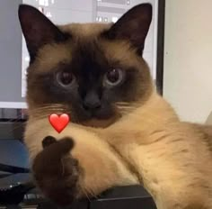 a siamese cat sitting on top of a computer keyboard with a red heart in it's paws