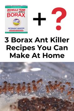 an advertisement for borax ant killer recipe with the words 3 borax ant killer recipes you can make at home