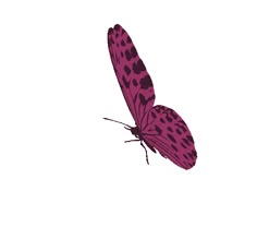 a pink butterfly with black spots on it's wings flying in the air,