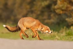 a small brown fox running across a road next to grass and trees in the background