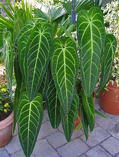 large green leaves are growing in pots on the ground next to flowers and plants outside