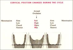 three different types of bras are shown in the diagram, and there is no image on