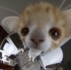 an orange and white cat wearing a space suit looking at the camera with its nose open