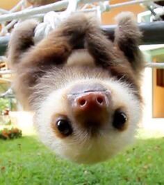 a baby sloth is hanging upside down in the air with his head up and eyes wide open