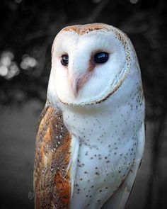 an owl with blue eyes is sitting on a tree branch in front of the camera