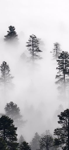 trees in the fog on a mountain side