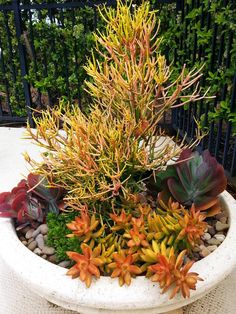 there is a potted plant with many different plants in it on the table outside