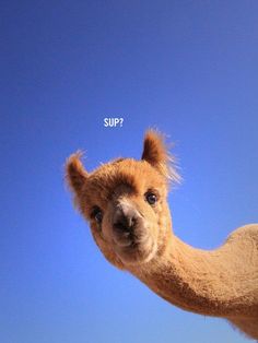 an alpaca looking at the camera with a blue sky in the background