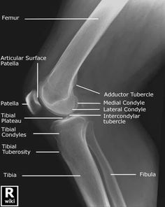 an x - ray view of the knee showing different types of bones and their functions