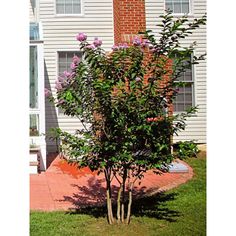 there is a small tree in front of the house with purple flowers on it and green grass