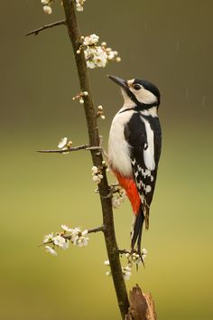 a bird perched on top of a tree branch with white flowers in the foreground